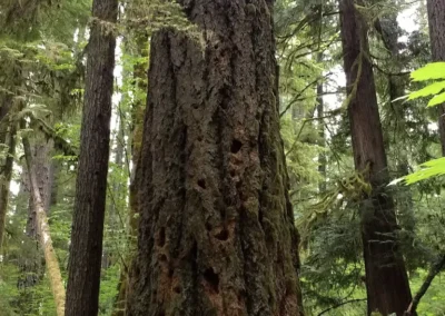U.S. Forest Service A tree in the Gifford Pinchot National Forest.
