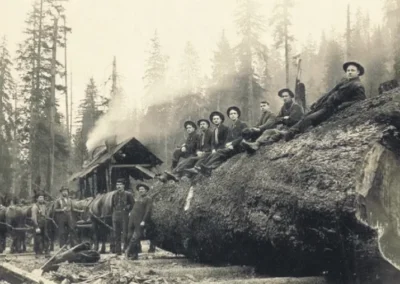 Darius Kinsey Timber harvesting has a long history in Lewis County. Horses hauling a spruce log 30 feet in circumference after being cut down by loggers in 1905.