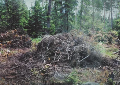 Energy.com Woody biomass in Washington State is a valuable by-product of responsible forest management, replacing the burning of forest residue with renewable energy production. Additionally, forest thinning helps improve forest health by reducing fuel loads in dryland forests, further enhancing biomass feedstock availability. Forest thinnings represent a significant, underutilized source of woody biomass in the United States.